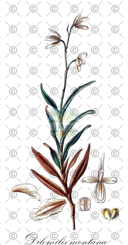 HistAbb_45J4_1_ENZY_Simple | Historische Abbildung von Dilomilis montana - Orchidaceae | Historical Illustration of Dilomilis montana - Orchidaceae