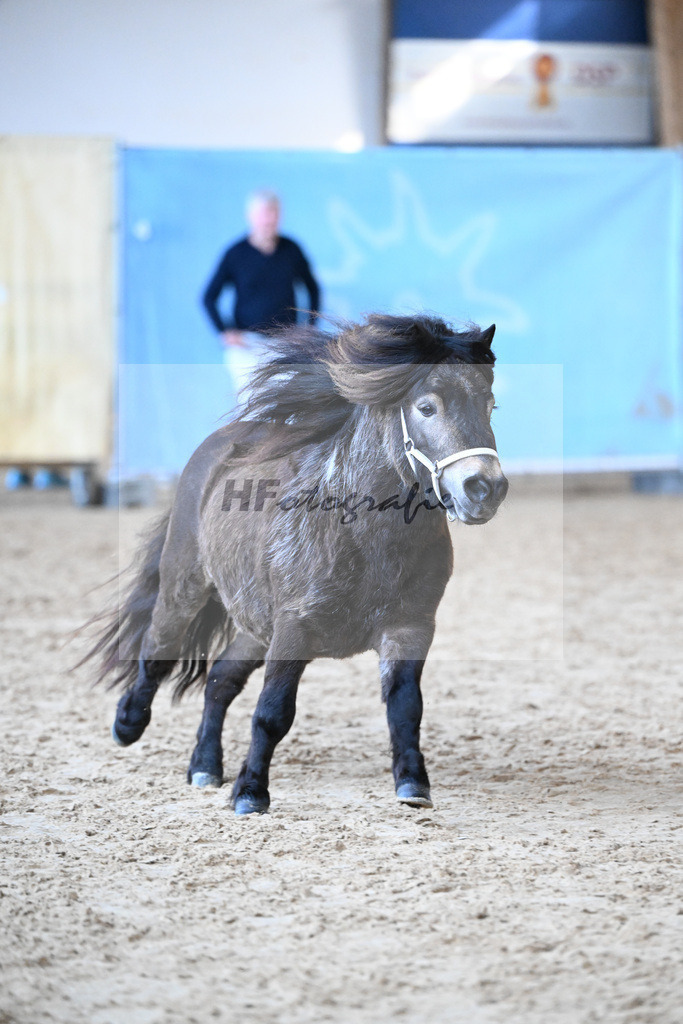 Kat-Nr. 23 Sky van de Groenkamp v. Evian v d Vaarhorst_Burghartswieser_9260585 | hf-fotografie - Realisiert mit Pictrs.com