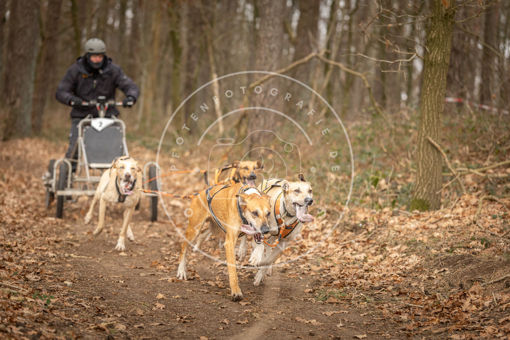Pfotenfotografie_DV3A8689 | Hundefotografie, Tierfotograf, Pfotenfotografie, Fotoshooting Hund, Hunde Portrait, Hundesport, Hundeportraits, Heideshooting, Hunde, Sportfotograf, Hundefotograf, Turnierhundsport, THS,  - Realisiert mit Pictrs.com