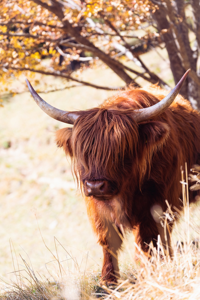 Hochlandrind | Format 2 zu 3 - Realisiert mit Pictrs.com