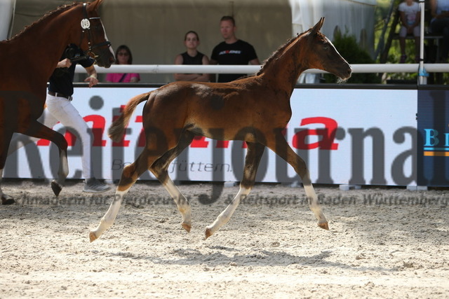 Fohlenchampionat_Birkhof_2022_Dressurbetonte_Stutfohlen_KN_45 (29) | Alle Fotos der Reiterjournal Fotografin Doris Matthaes im Reiterjournal Online-Fotoshop. - Realizado com Pictrs.com