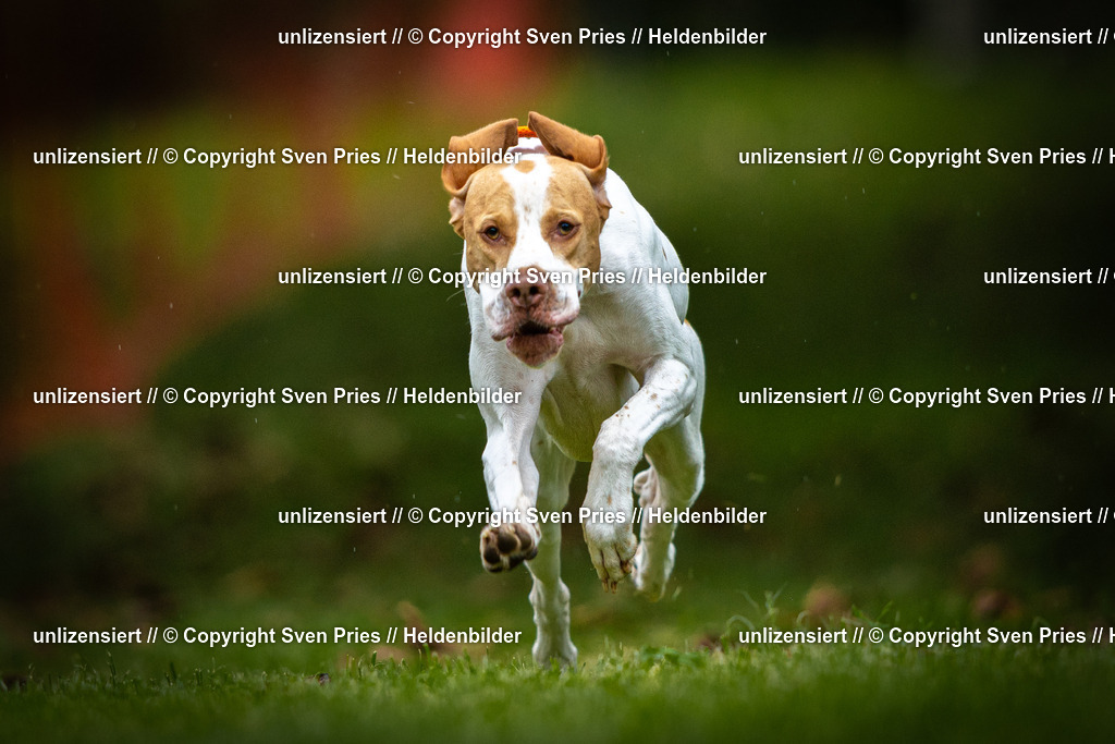 Sven Pries | 2025-09-21 - Hunderennen Baden-Oos - Realisiert mit Pictrs.com