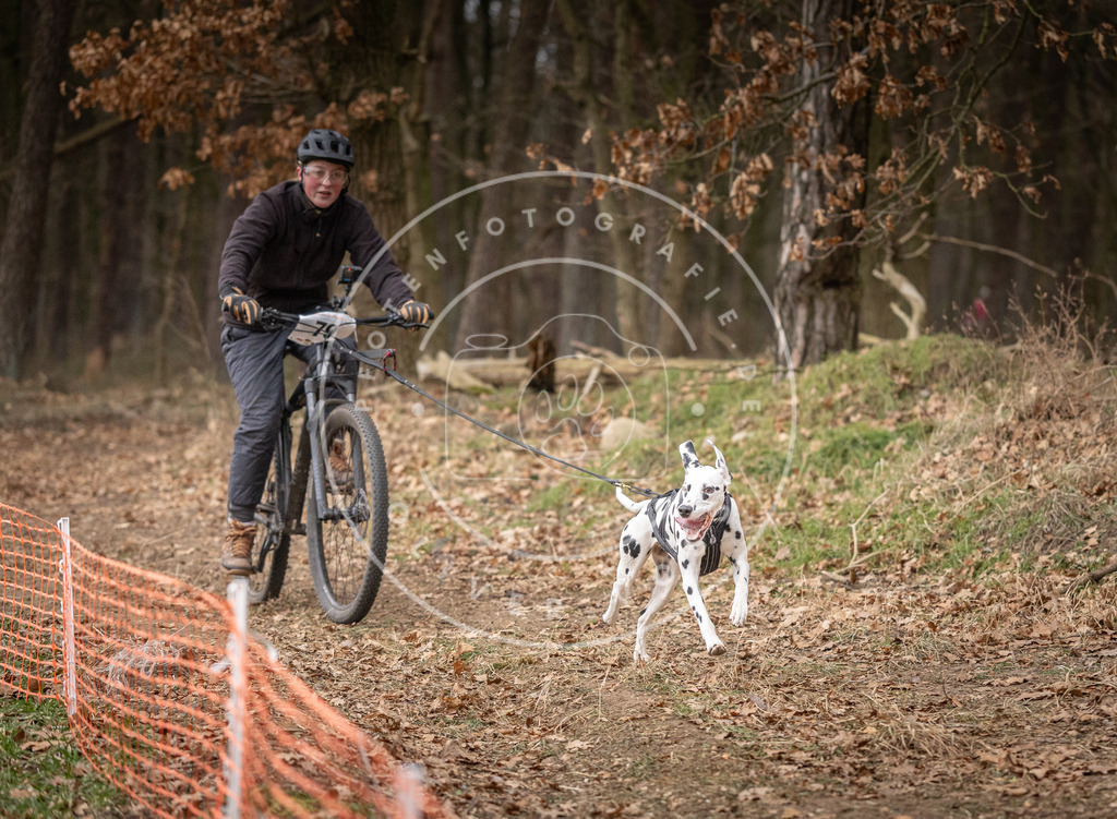 Pfotenfotografie_DV3A1953 | Hundefotografie, Tierfotograf, Pfotenfotografie, Fotoshooting Hund, Hunde Portrait, Hundesport, Hundeportraits, Heideshooting, Hunde, Sportfotograf, Hundefotograf, Turnierhundsport, THS,  - Realisiert mit Pictrs.com