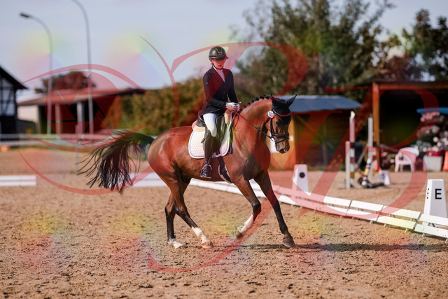 2026_10_03_Siefer-Hof_131846_Z81_66448785 | Professionelle Reitsport-, Turnier- und Eventfotografie von Robert Broda. Galerien mit ausgewählten und bearbeiteten Bildern direkt online ansehen und bestellen.