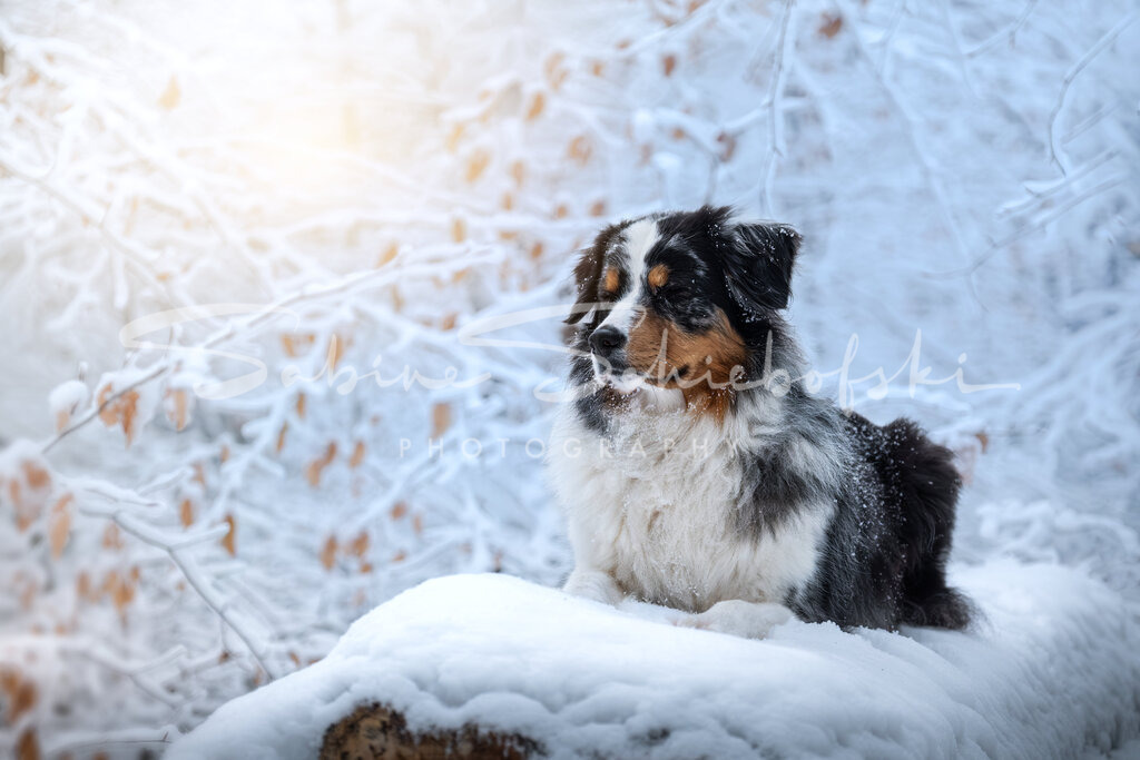 Winterwunderwelt #02 | People- und Tierfotografie, Imageaufnahmen, Veranstaltungsfotografie und Wandbilder aus der Natur ★ Made in Germany ✔️ Druck + Downloads ✔️ Naturfotografie in Top Qualität ★ schneller Versand, weltweite Lieferung! - Realisiert mit Pictrs.com