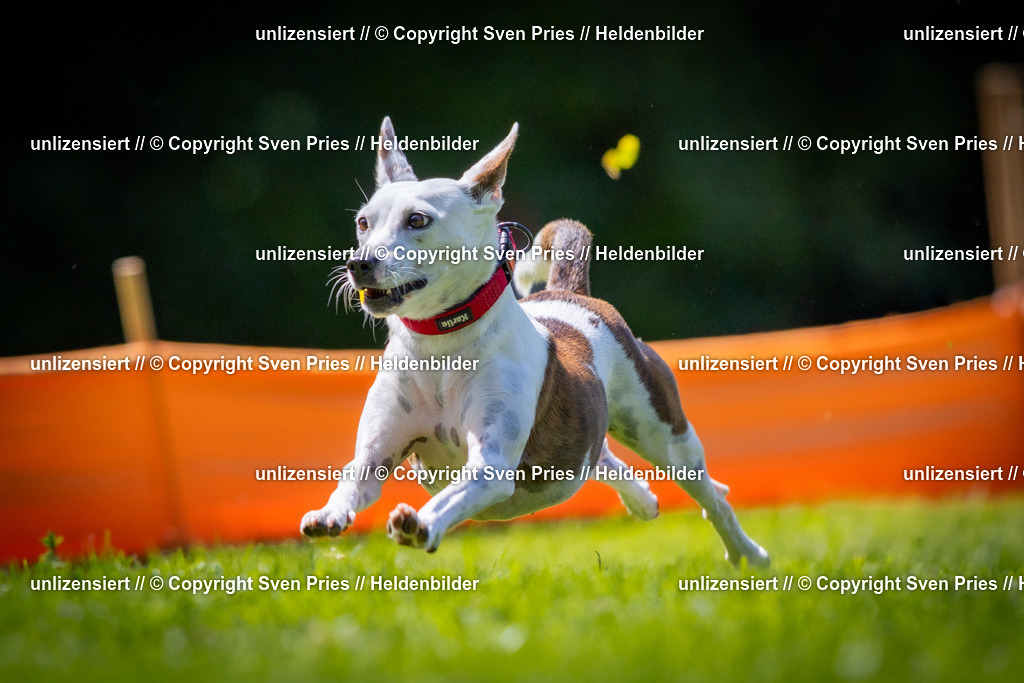 Sven Pries | 2025-08-10 - Hunderennen Durlach - Realisiert mit Pictrs.com