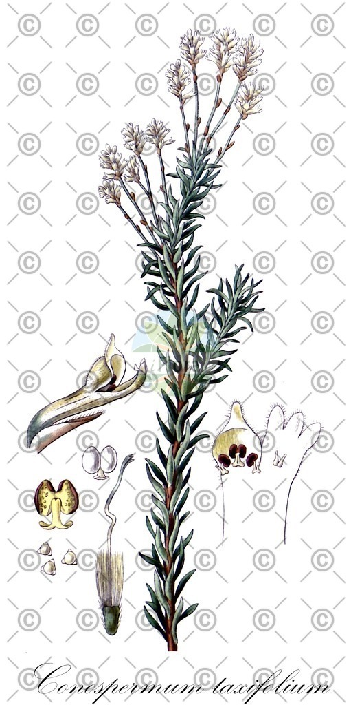 HistAbb_wfo-0000619436_1_ENZY_Simple | Historische Abbildung von Conospermum taxifolium - Proteaceae | Historical Illustration of Conospermum taxifolium - Proteaceae