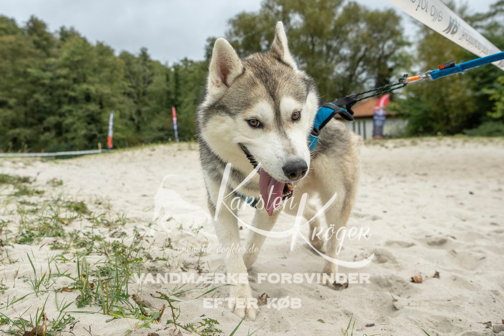 1050_ZZ95055 | kk-dogfotos