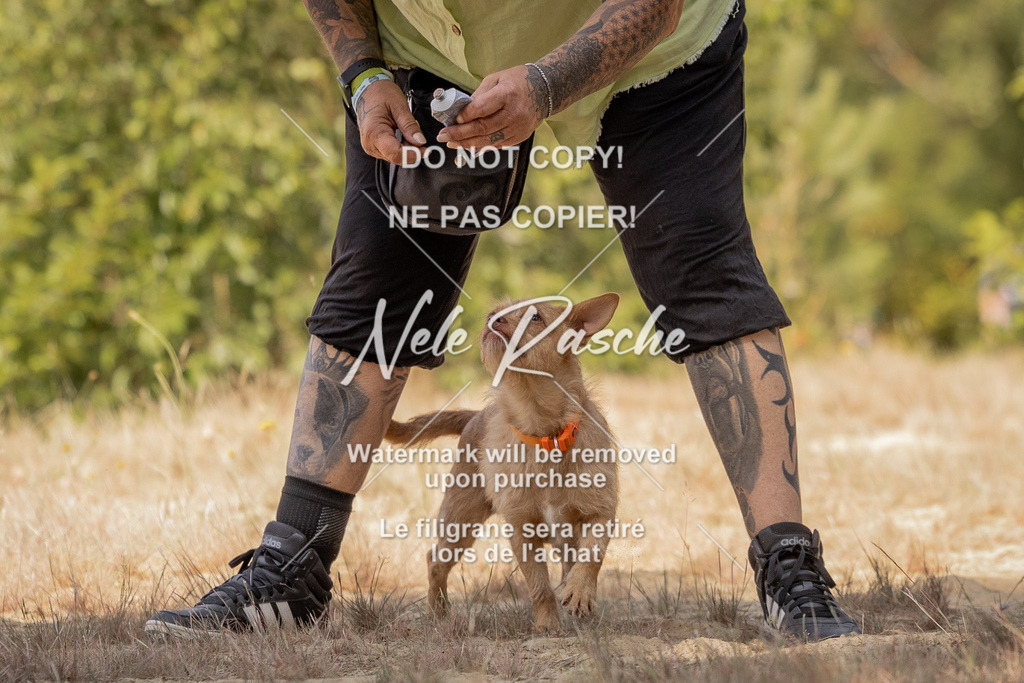 nelerasche_soDD2_58 | nelerasche