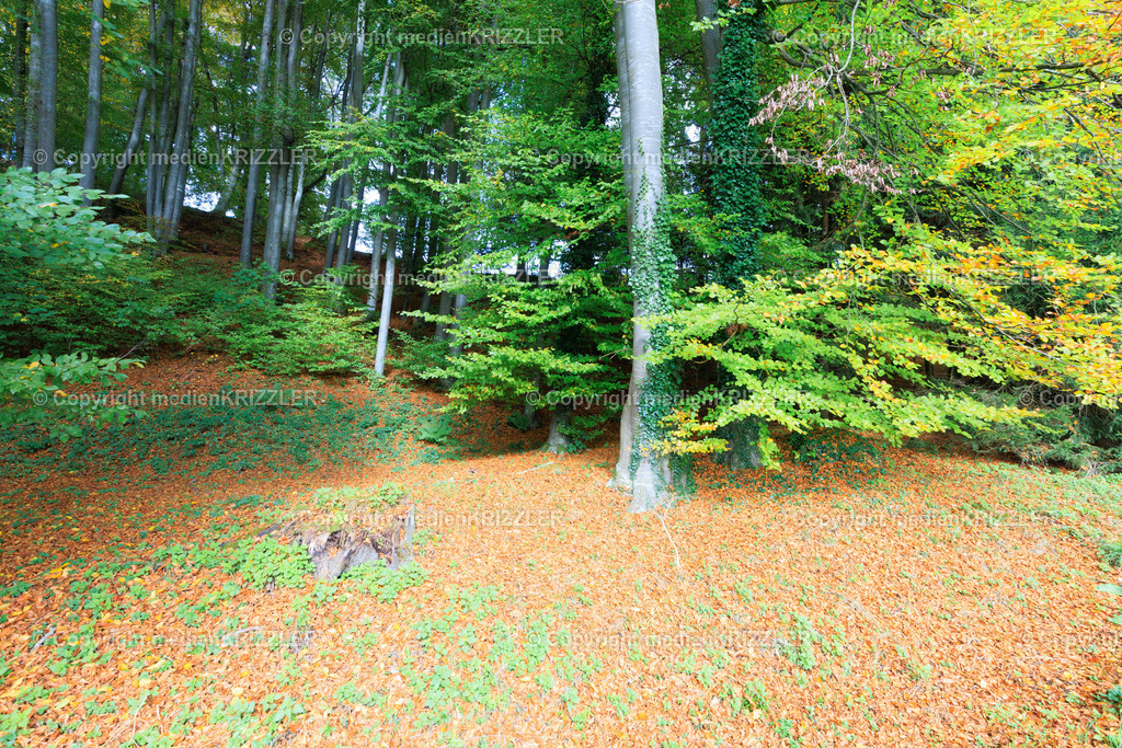 _J3A8830 | medienkrizzler - Realisiert mit Pictrs.com