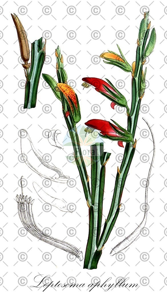 HistAbb_wfo-0001281647_1_ENZY_Simple | Historische Abbildung von Leptosema aphyllum - Fabaceae | Historical Illustration of Leptosema aphyllum - Fabaceae