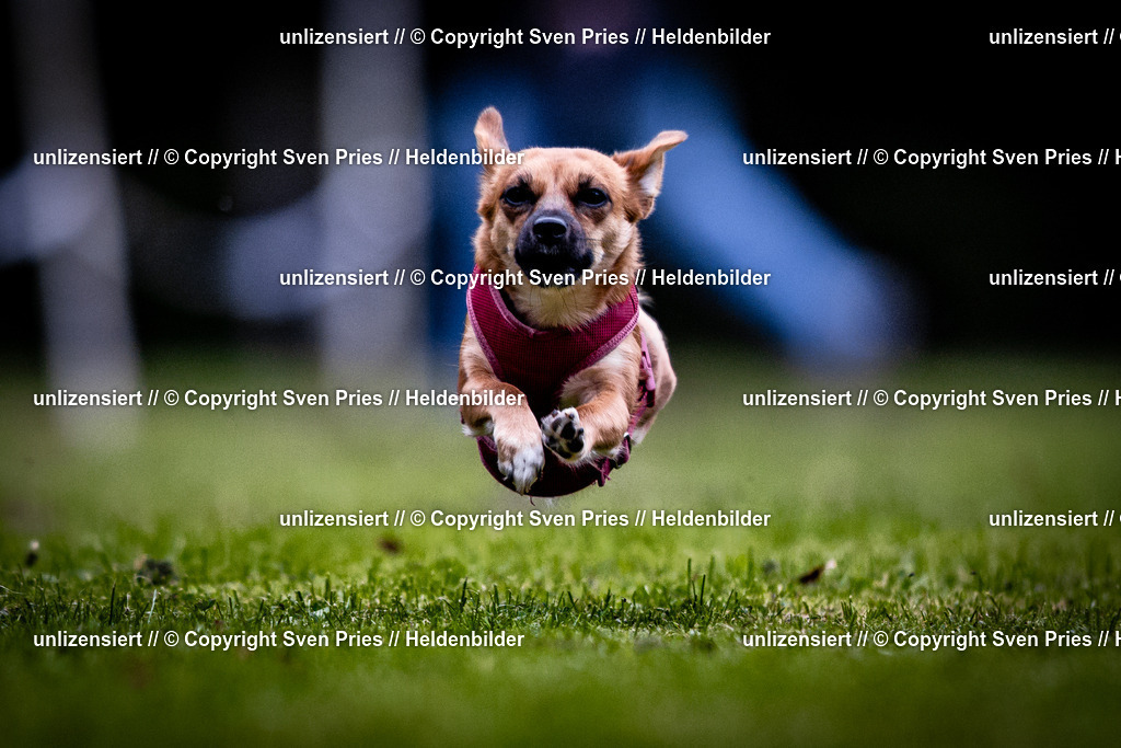 Sven Pries | 2025-10-03 - Hunderennen Obergrombach - Realisiert mit Pictrs.com