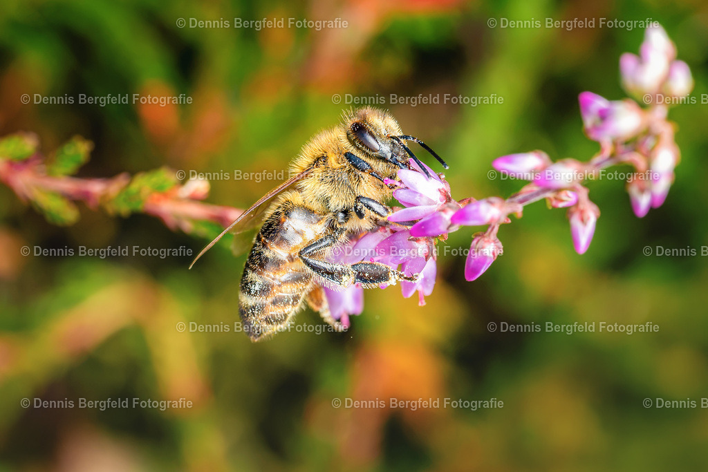Biene in der Heide 2 | Entdecken Sie Natur, Makro und Tierfotografie von Dennis Bergfeld.Besondere Momente und Details der Natur, hochwertig als Foto und Wandbild erhältlich. - Realisiert mit Pictrs.com
