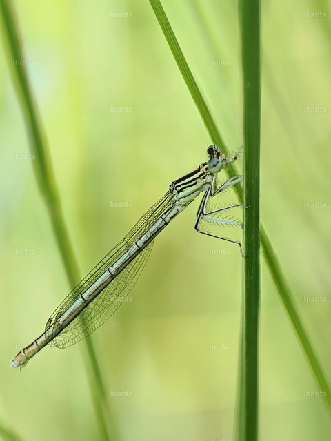 Gemeine Federlibelle (Platycnemis pennipes) | Inanta - Realisiert mit Pictrs.com