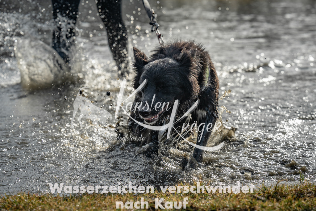 0951_ZZ94338 | kk-dogfotos