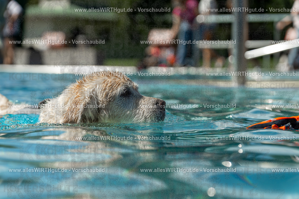 Hundeschwimmen_Volksbad_2026-allesWIRTHgut_Tierfotografie-2609061305-121548-7R500488 | Professionelle Tierfotografie in Mönchengladbach von Daniel Wirth (allesWIRTHgut). Liebevolle & natürliche Bilder von Hunden & Katzen für unvergessliche Erinnerungen.