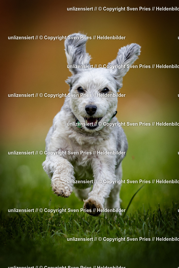 Sven Pries | 2025-04-13 - Hunderennen Baden-Baden - Realisiert mit Pictrs.com