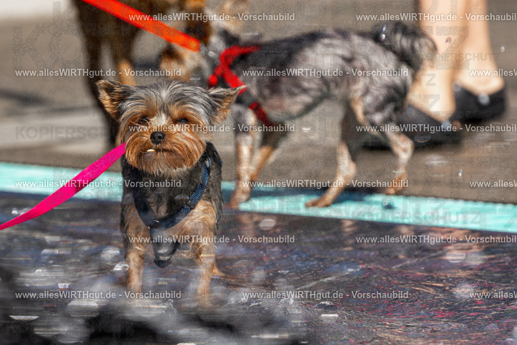 Hundeschwimmen_Volksbad_2026-allesWIRTHgut_Tierfotografie-2609061200-FAY06359 | Professionelle Tierfotografie in Mönchengladbach von Daniel Wirth (allesWIRTHgut). Liebevolle & natürliche Bilder von Hunden & Katzen für unvergessliche Erinnerungen.