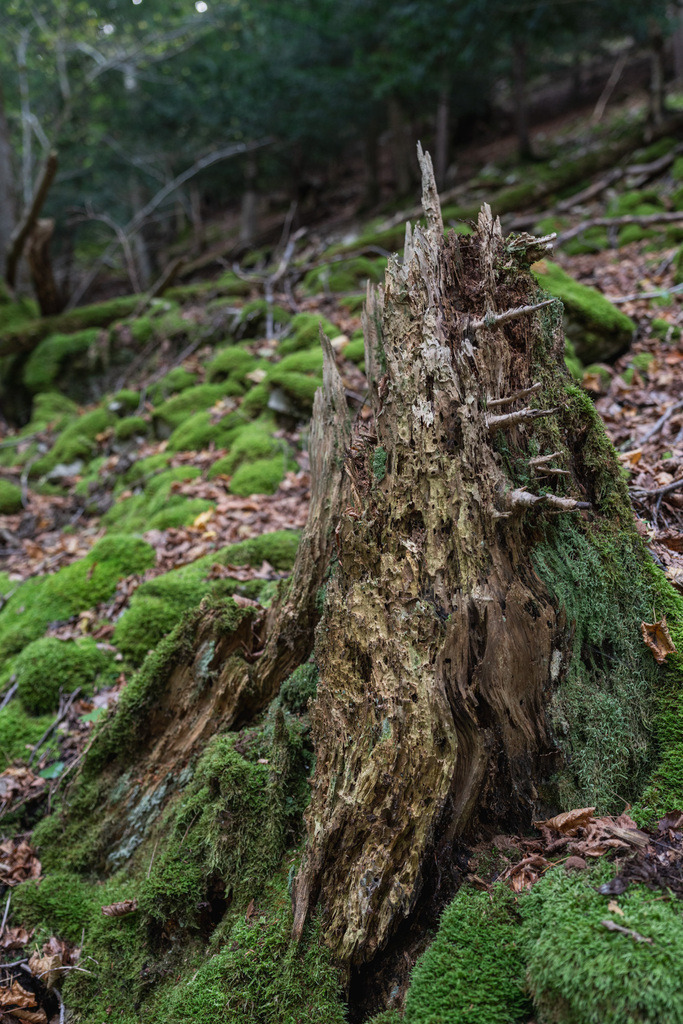 ZD250916094258 | Fotoshop von zweidimensional Fotografie. Ihr Fotograf im Aargau. Abzüge von Ihrem Fotobox Event bestellen.Abzüge von Ihrem Hochzeit bestellen.Abzüge von Ihrem Schulfotograf bestellen.
