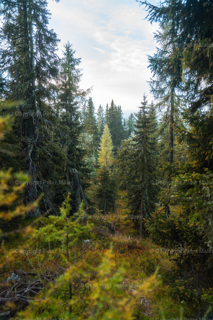Divers_Erlebnisraum_Wald_23_Peter_Maier-889 | piet_flosse