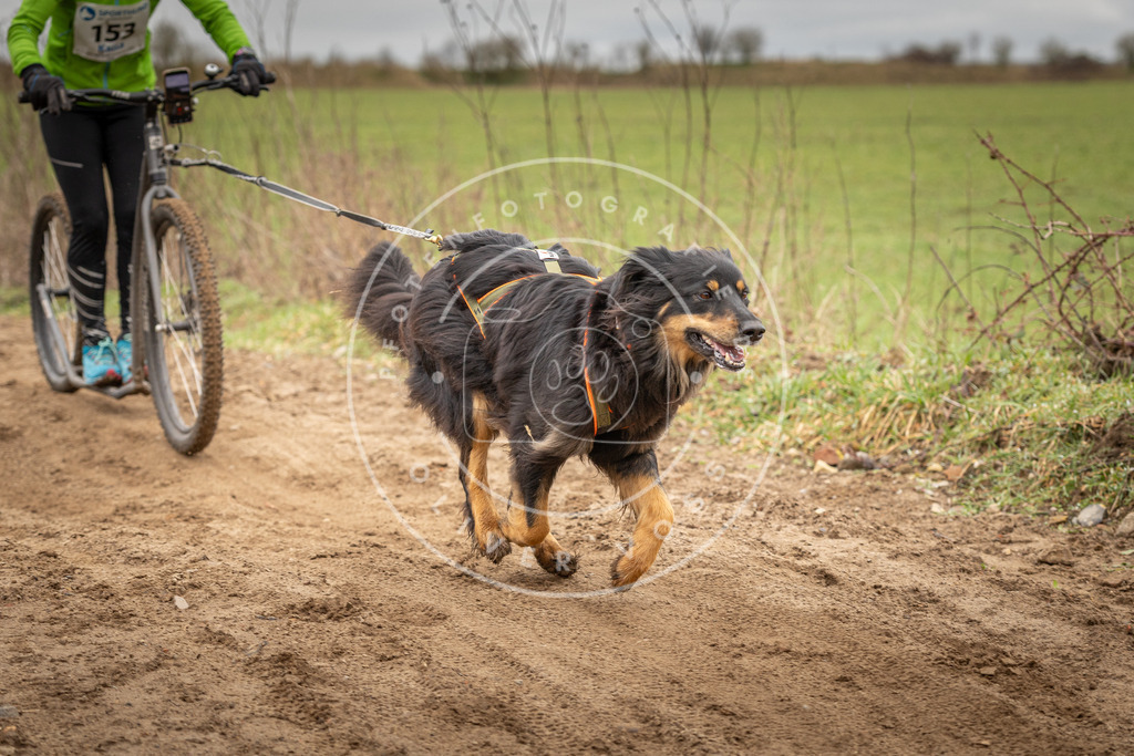 DV3A1568 | Hundefotografie, Tierfotograf, Pfotenfotografie, Fotoshooting Hund, Hunde Portrait, Hundesport, Hundeportraits, Heideshooting, Hunde, Sportfotograf, Hundefotograf, Turnierhundsport, THS,  - Realisiert mit Pictrs.com