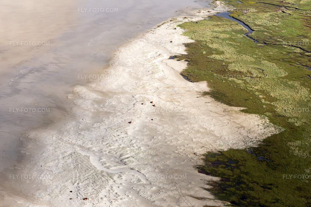 Aerial view: Cattle in the dunes on the sandy beach in Fanø in the state South Denmark, Denmark.Photo: IMG_118568.jpg taken on 09/21/2019 by Werner Riehm/FLY-FOTO.comResolution of the original: 5472 x 3648 px