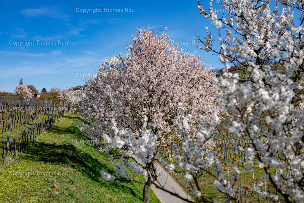 Mandelbluete-Bergstrasse-Weinberge-Fruehling-hessische-bergstrasse-Bensheim-Heppenheim-Fotografie-Thomas_neu-1246 | Die Mandelblüte an der Hessischen Bergstraße gehört zu den schönsten Frühlingsmomenten der Region. Ein blühender Mandelbaum steht oberhalb der Weinberge zwischen Bensheim und Heppenheim und bietet einen weiten Blick über die Rebenlandschaft.  Die Kombination aus blühenden Mandelbäumen, Weinbergen und der sanften Landschaft der Bergstraße macht diese Szene zu einem typischen Motiv des Frühlings in Südhessen.,Bild: Thomas Neu