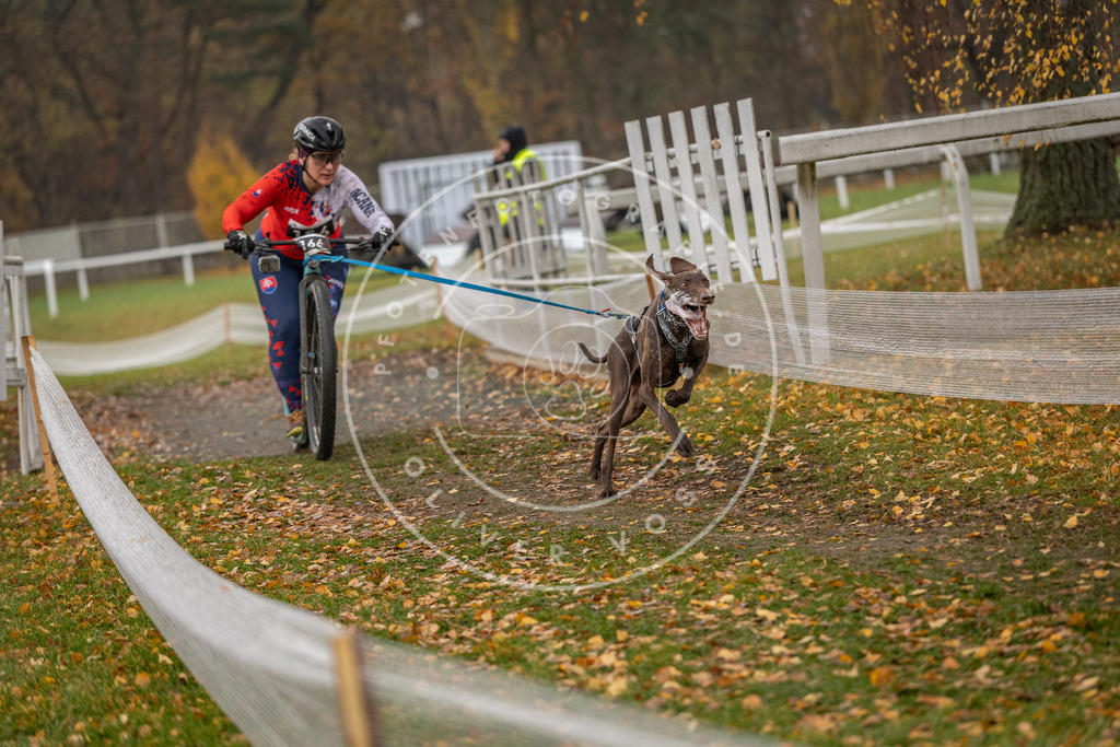 CaniXpix_DV3A8412 | Hundefotografie, Tierfotograf, Pfotenfotografie, Fotoshooting Hund, Hunde Portrait, Hundesport, Hundeportraits, Heideshooting, Hunde, Sportfotograf, Hundefotograf, Turnierhundsport, THS,  - Realisiert mit Pictrs.com