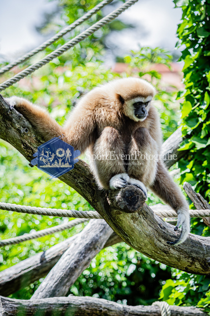 IMG_6729 | SportEventFotografie - Roman Stoiber