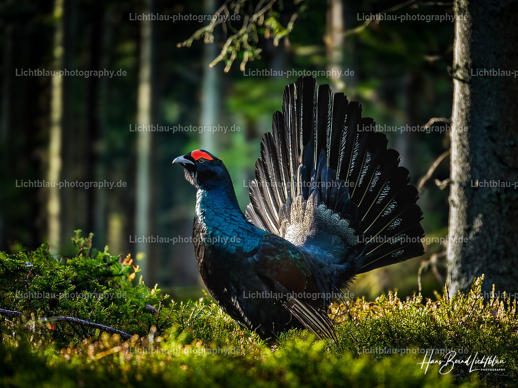 Unbenannt-4 | Hans-Bernd Lichtblau Photography. Finden Sie wunderschöne Fotografien aus Landschaft und Natur.  - Realisiert mit Pictrs.com