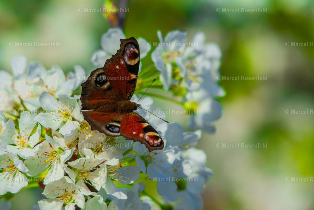 _DSC9232 | foto-rosenfeld