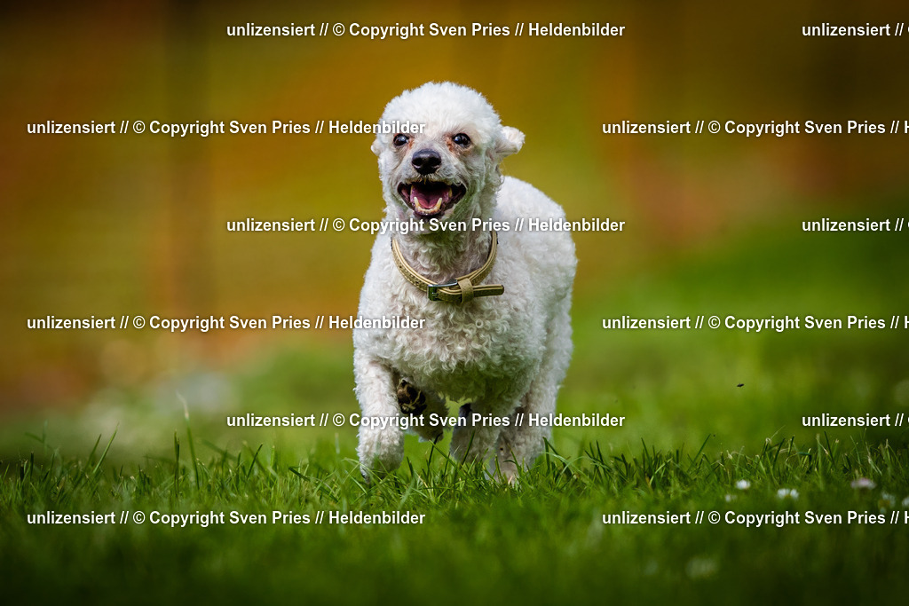 Sven Pries | 2025-04-13 - Hunderennen Baden-Baden - Realisiert mit Pictrs.com