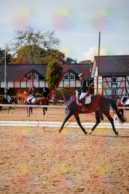 2026_10_03_Siefer-Hof_133518_Z63_94863710 | Professionelle Reitsport-, Turnier- und Eventfotografie von Robert Broda. Galerien mit ausgewählten und bearbeiteten Bildern direkt online ansehen und bestellen.