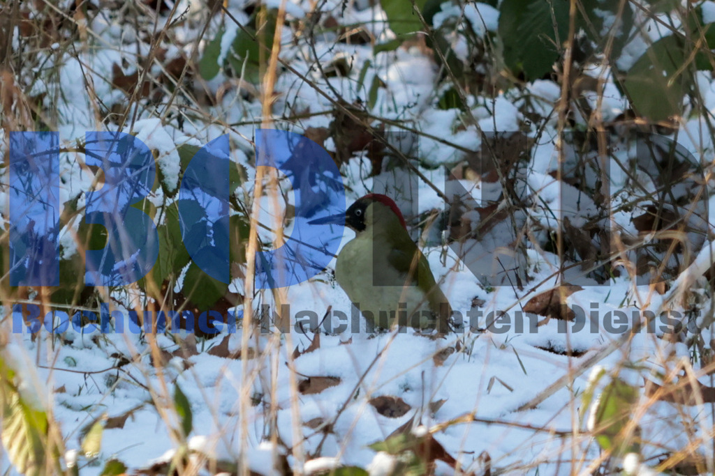 Gruener Specht {date} -  | {headline}



(Foto: Sebastian Sendlak / BOND)

 - Realisiert mit Pictrs.com