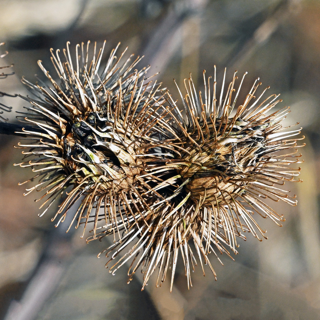 Distel im Winter | lucisnaturbilder - Realisiert mit Pictrs.com