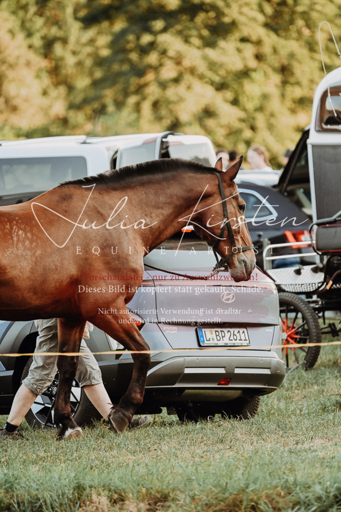 DSC_9313 | Pferde- und Turnierfotografie in Westsachsen. Pferdeportraits, Auftragszeichnungen und intuitive Kunst.