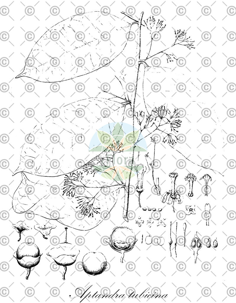 HistAbb_wfo-0000540968_2_ENZY_Simple | Historische Abbildung von Aptandra tubicina - Olacaceae | Historical Illustration of Aptandra tubicina - Olacaceae