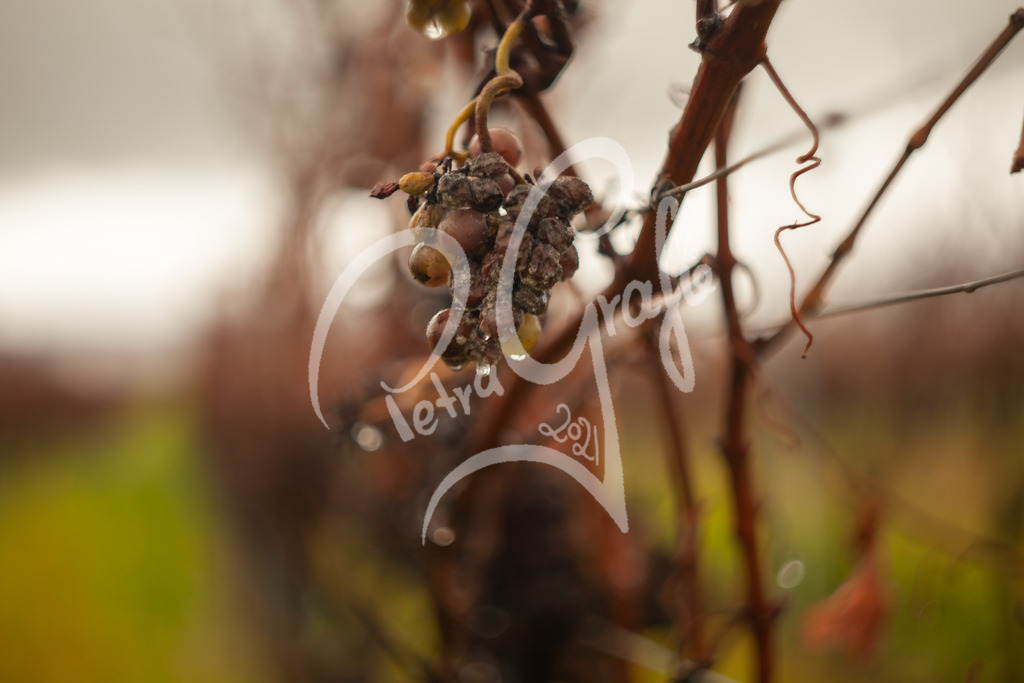 IMG_5529 | petragrafie - Realisiert mit Pictrs.com