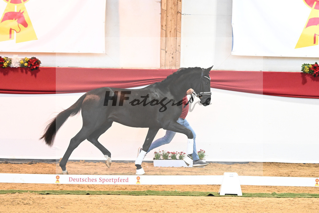 Kat-Nr. 3 Bellany x Florestan I_Schulze-Averdiek_43231638 | hf-fotografie - Realisiert mit Pictrs.com