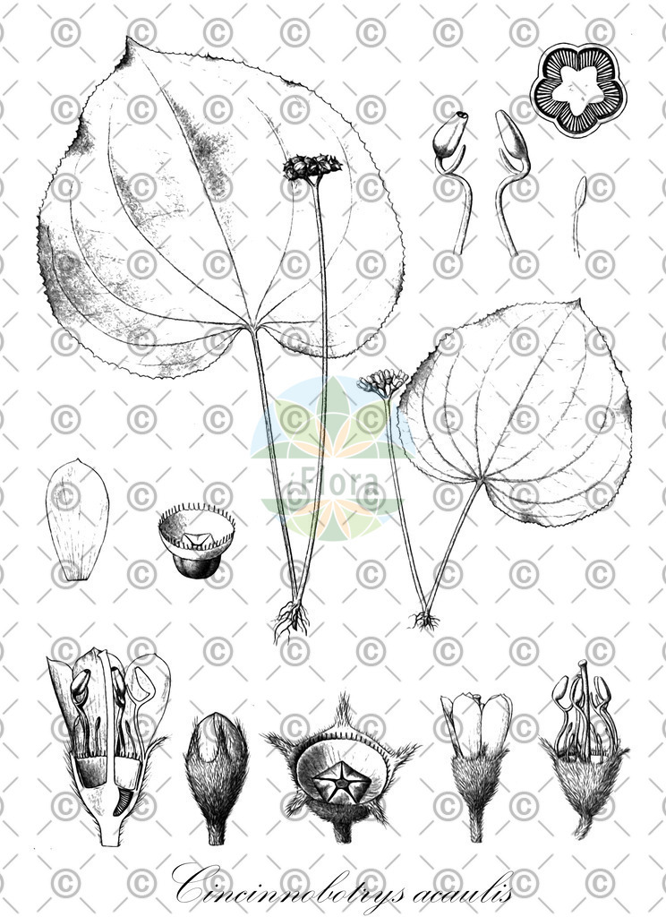 HistAbb_wfo-0001180506_1_ENZY_Simple | Historische Abbildung von Cincinnobotrys acaulis - Melastomataceae | Historical Illustration of Cincinnobotrys acaulis - Melastomataceae