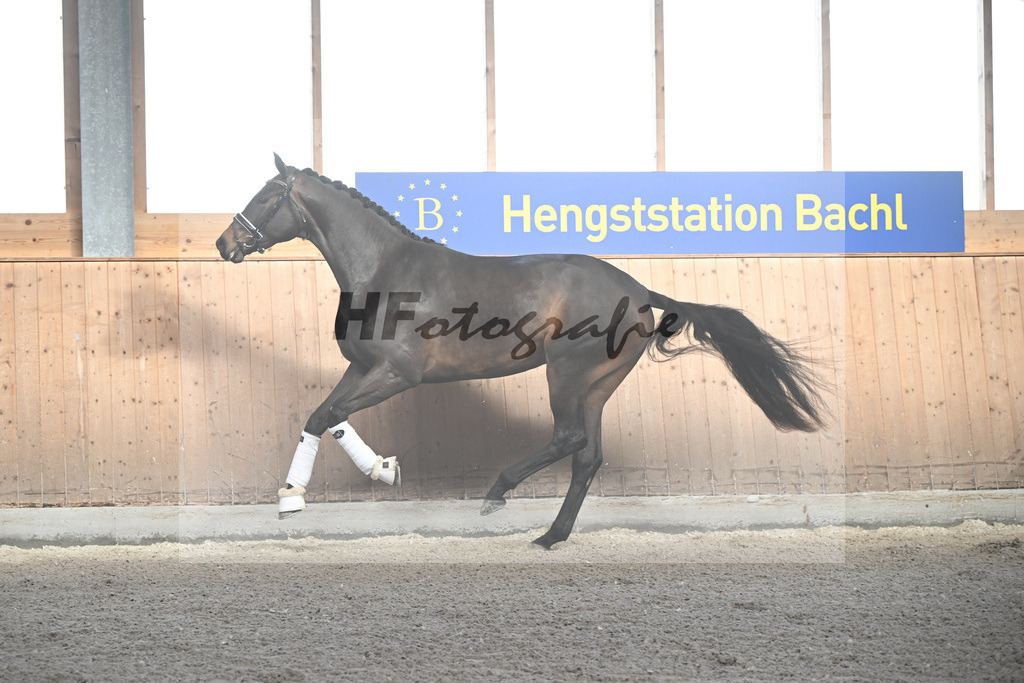Kat-Nr. 79 Fidelia v. Fynch Hatton_Rainer_5251955 | hf-fotografie - Realizzato con Pictrs.com