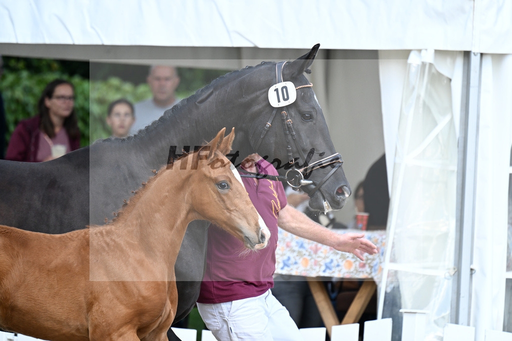 Kat-Nr. 10 Feliciano x Le Vivaldi_HF_Eder_29250343 | hf-fotografie - Realizzato con Pictrs.com