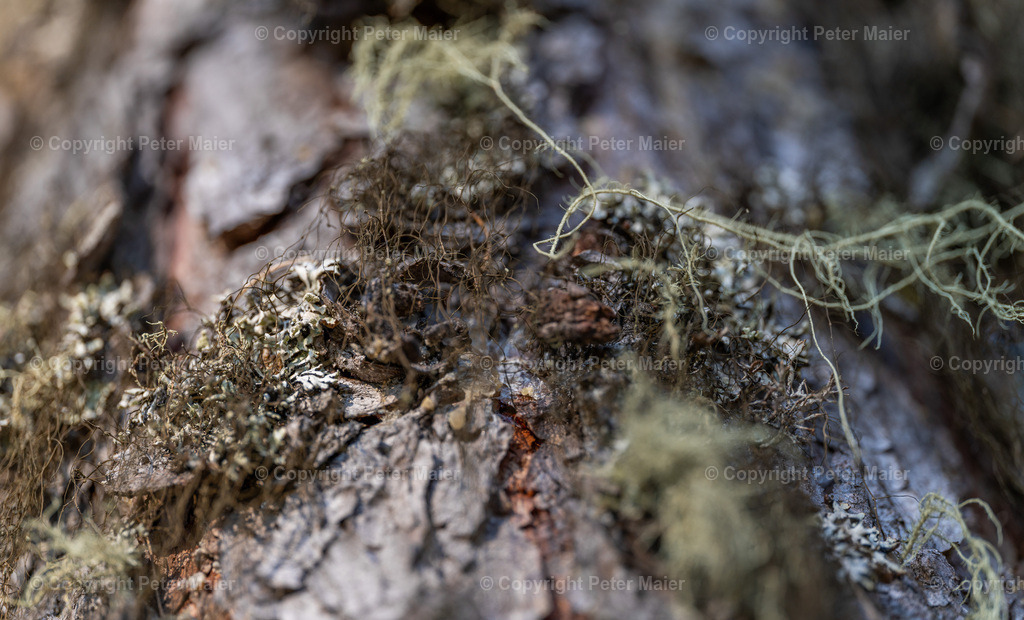 Divers_Erlebnisraum_Wald_23_Peter_Maier-138 | piet_flosse