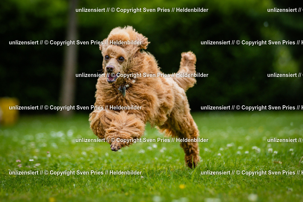 Sven Pries | 2025-05-29 - Pudelrennen KA-Durlach - Realisiert mit Pictrs.com