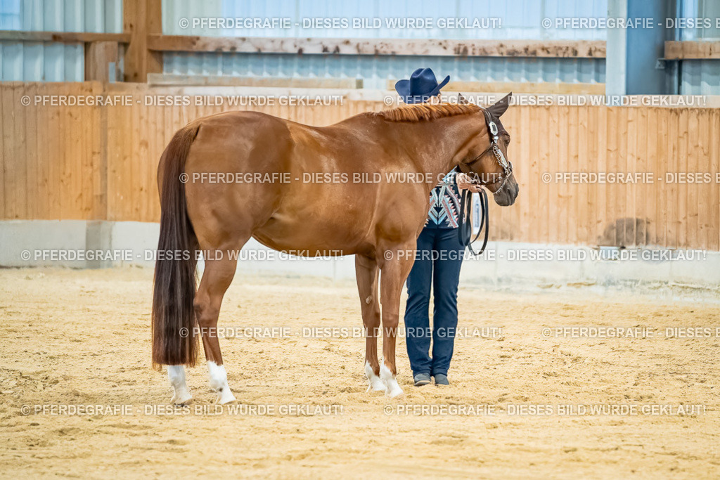 DSC09677 | Pferdegrafie