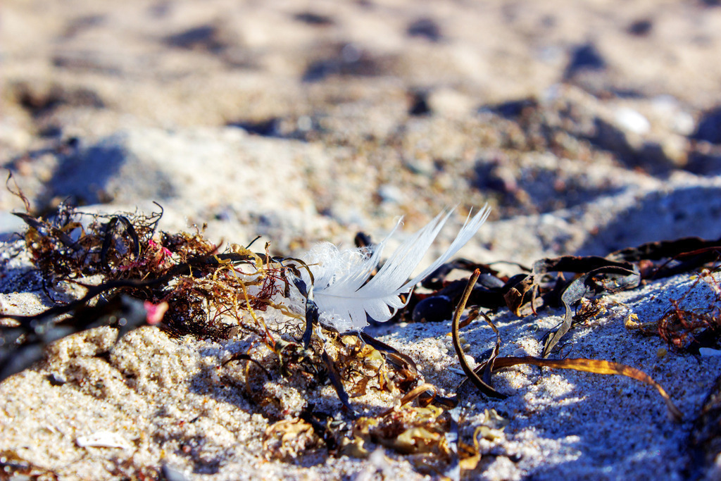 Wandbild: Feder am Strand in Weidefeld | Dieses Wandbild im Querformat zeigt die zarten Feinheiten der Natur, eingefangen am Strand von Weidefeld. Eine weiße Feder liegt auf dem sandigen Untergrund, umgeben von angespültem Seetang. Der Hintergrund ist unscharf, wodurch die Feder und der Seetang im Vordergrund in den Fokus rücken. Ein wunderbares maritimes Kunstwerk, das die Schönheit und Ruhe des Strandes widerspiegelt. - Realisiert mit Pictrs.com