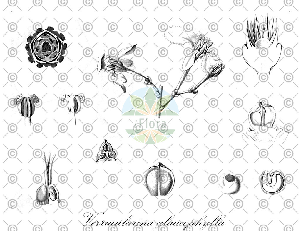 HistAbb_wfo-0001161121_1_ENZY_Simple | Historische Abbildung von Verrucularina glaucophylla - Malpighiaceae | Historical Illustration of Verrucularina glaucophylla - Malpighiaceae
