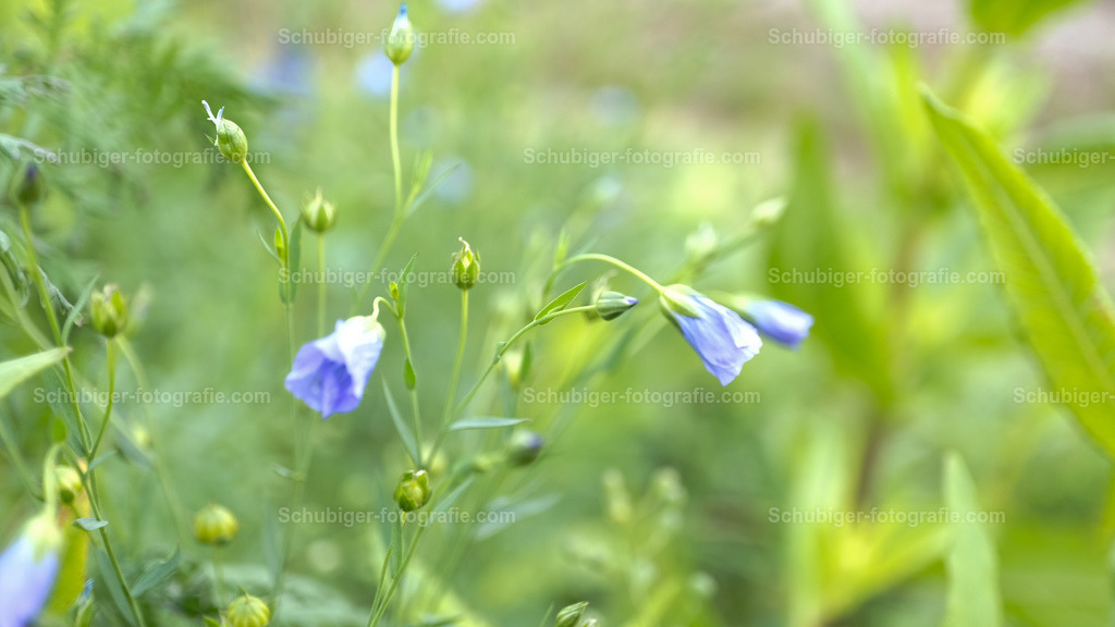 Blauem Flachs | Lein gehört zur Familie der Leingewächse (Linaceae), welche etwa 90 verschiedene Arten umfasst. Diese sind weltweit verbreitet, finden sich aber besonders im Mittelmeergebiet und im Südwesten der USA. Der Gemeine Lein stammt ursprünglich aus dem Irak, wo er schon um 5000 v. Chr. als Heilpflanze bei Atemwegserkrankungen genutzt wurde. Leinfasern kleideten außerdem bereits Mumien ein, so fand man versteinerte Leinsaat in verschiedenen ägyptischen Pyramiden. - Realisiert mit Pictrs.com
