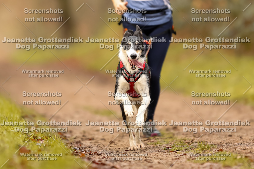 Dog Paparazzi - Speedhunter Mannheim  2025-245 | Dog Paparazzi Jeanette Grottendiek Fotografie & Videografie