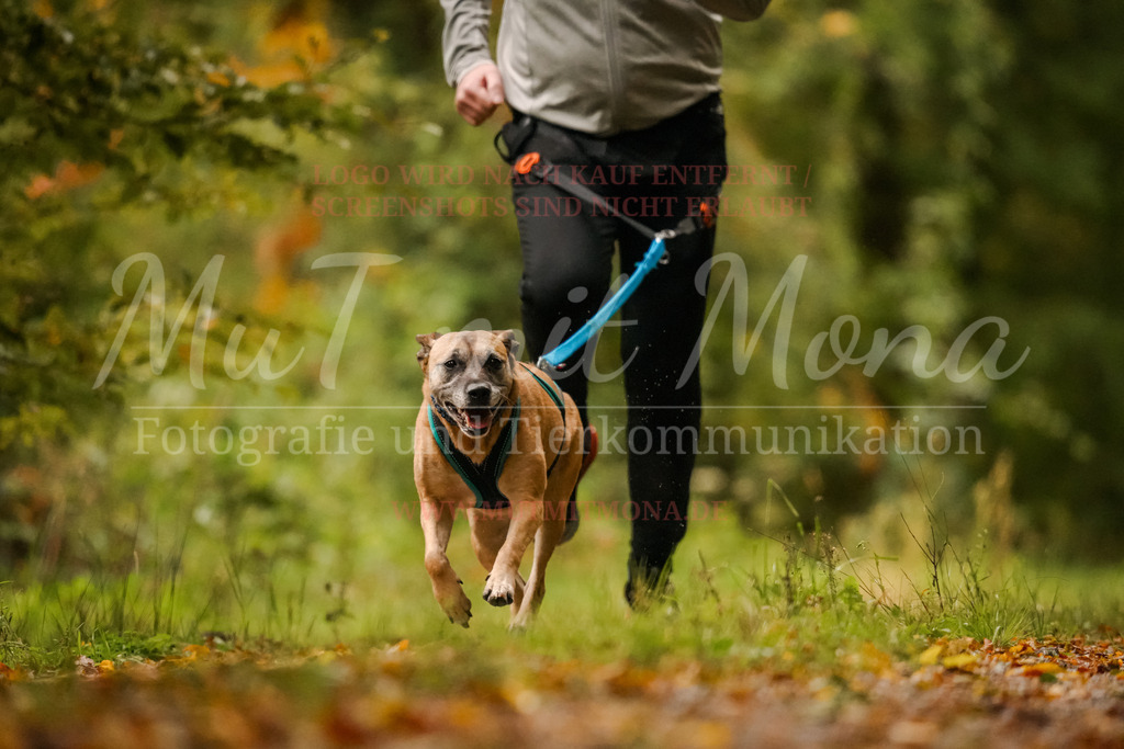 20251005_THS_Turnier-55 | MuT (Mensch und Tier) mit Mona - Fotografie und Tierkommunikation - Realisiert mit Pictrs.com